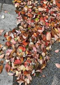 窗边的橘子(青梅竹马)视频