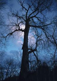 劫仙传境界划分