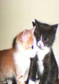 娇小姐重回七零